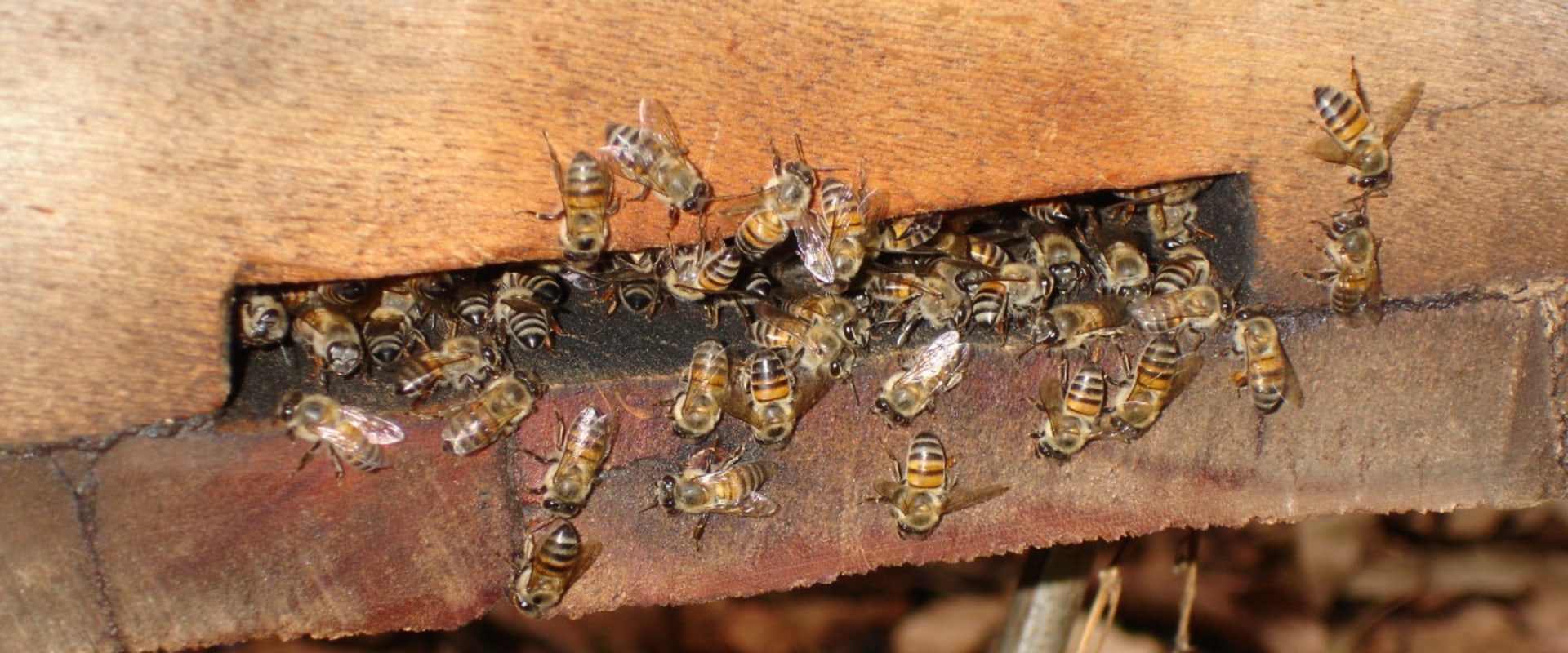 Netting to deter bees