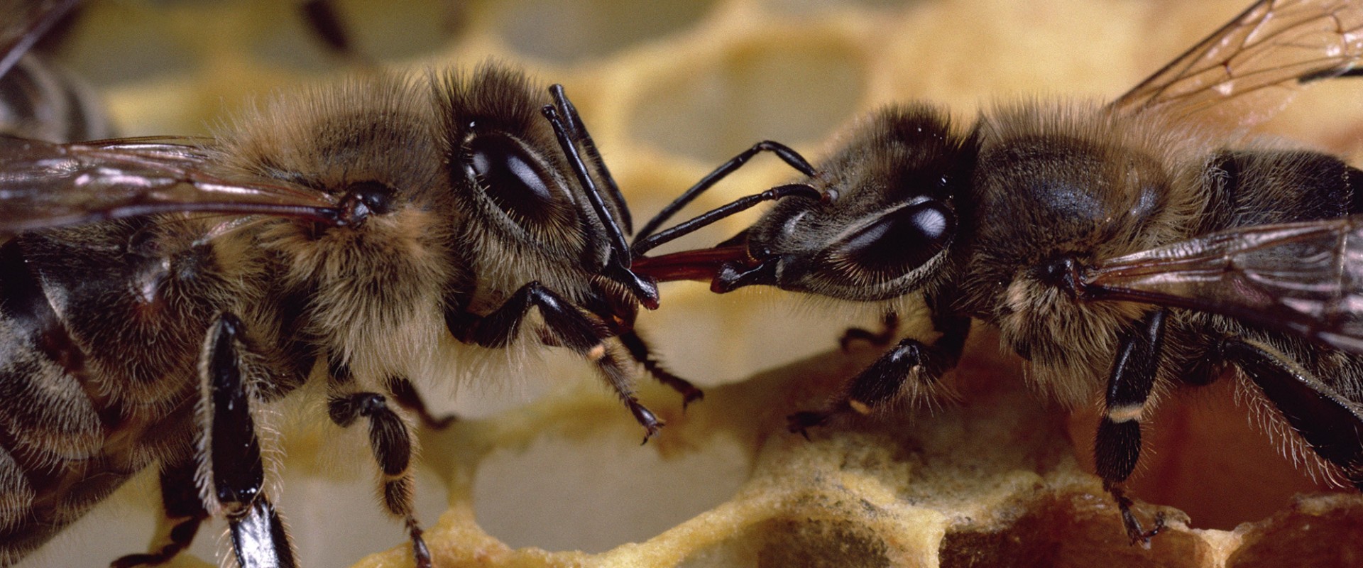 Physical Control of Bees