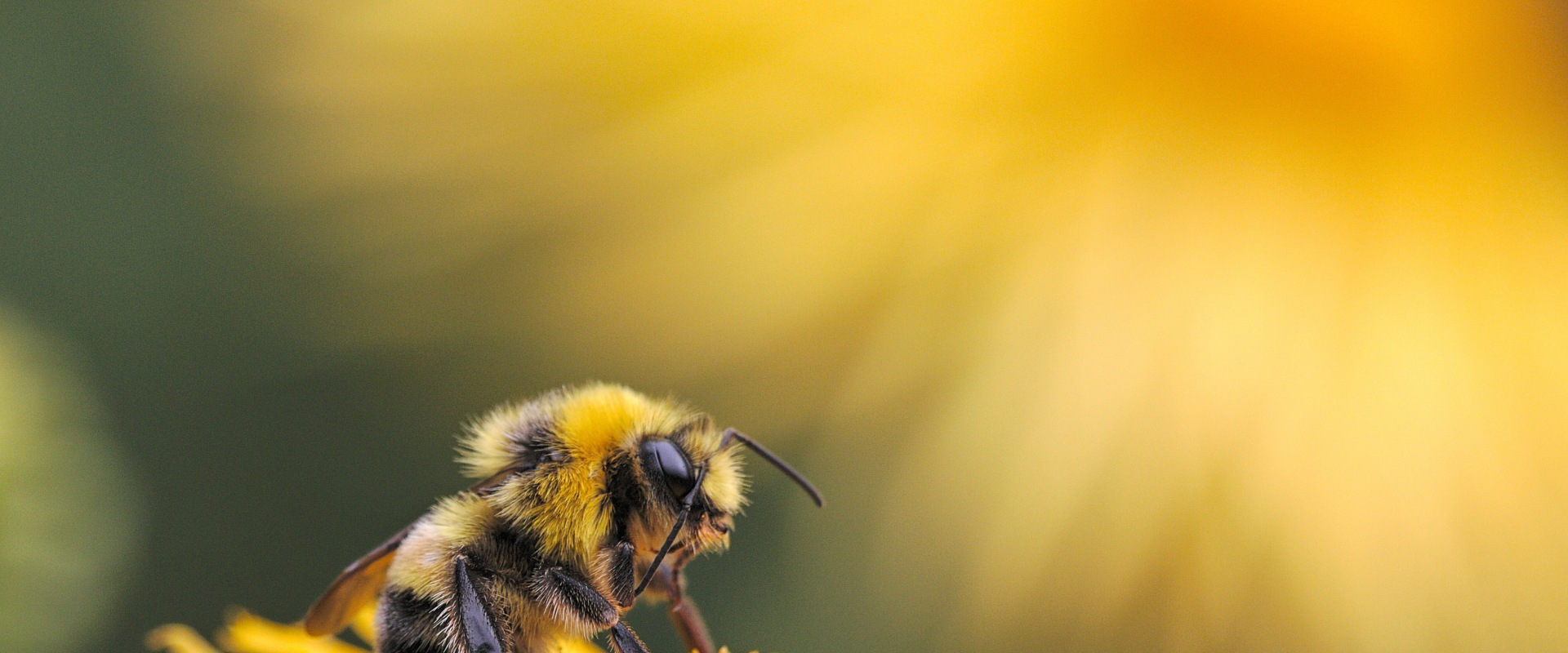 Solitary Bees: A Comprehensive Overview