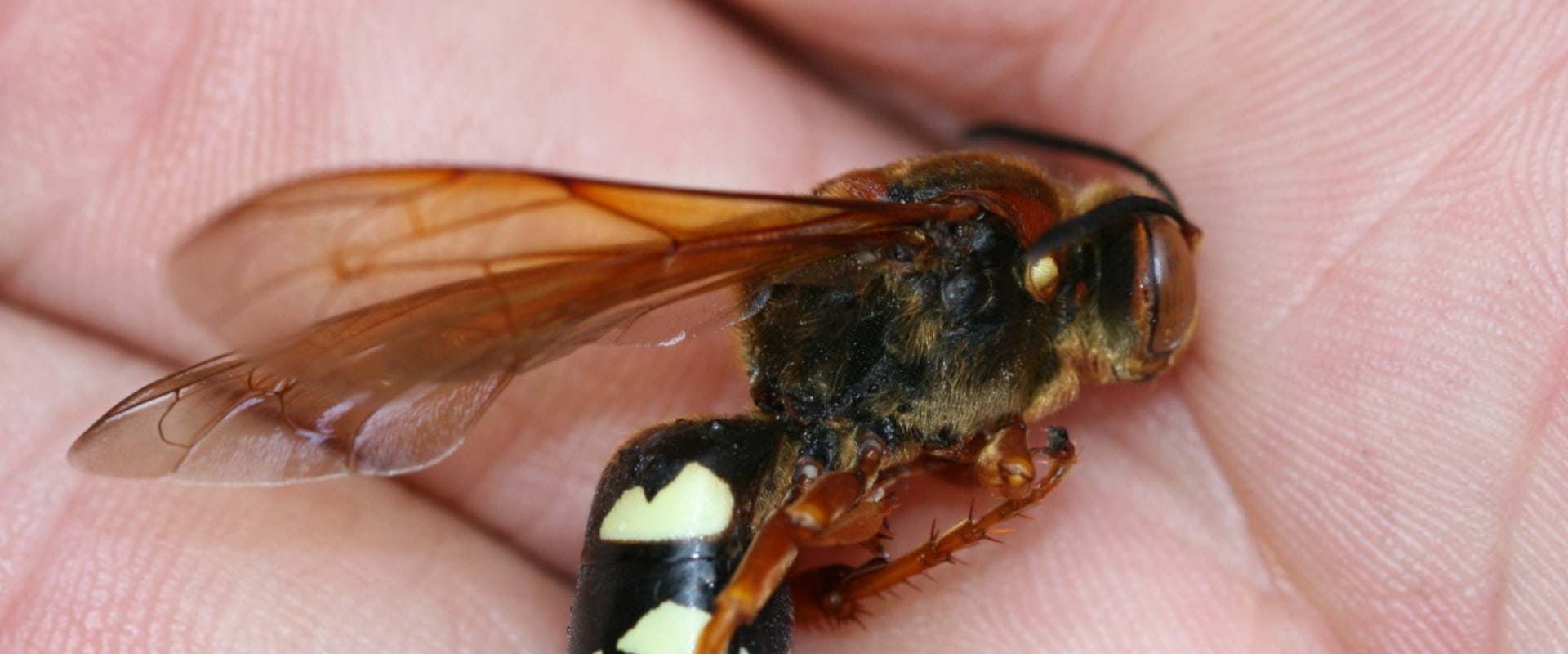 Exploring the Habitats of Bald-Faced Hornets