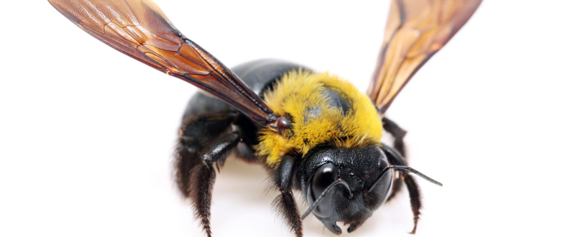 Carpenter Bees: Identification and Types
