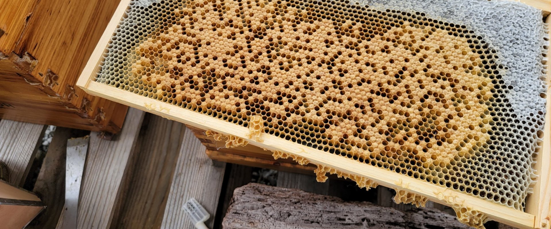 How long does a hive of bees last?
