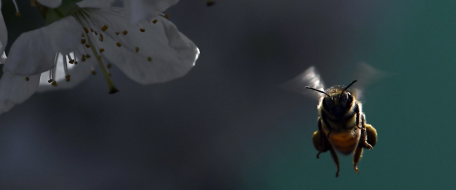 Avoiding Sudden Movements Near Bees
