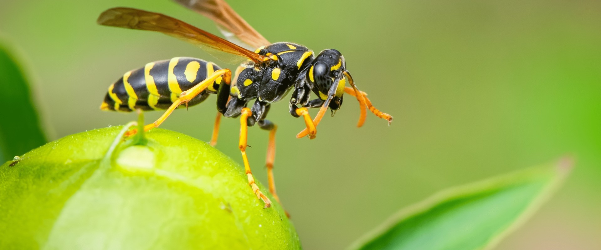 Understanding the Size and Shape of Wasps