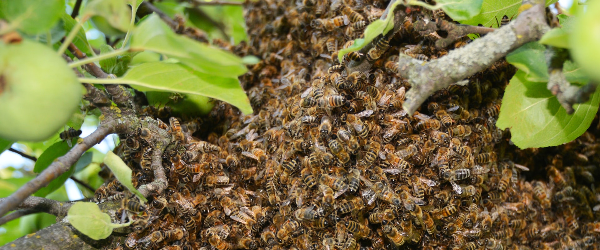 Using Multiple Extermination Methods to Combat Bee Infestations