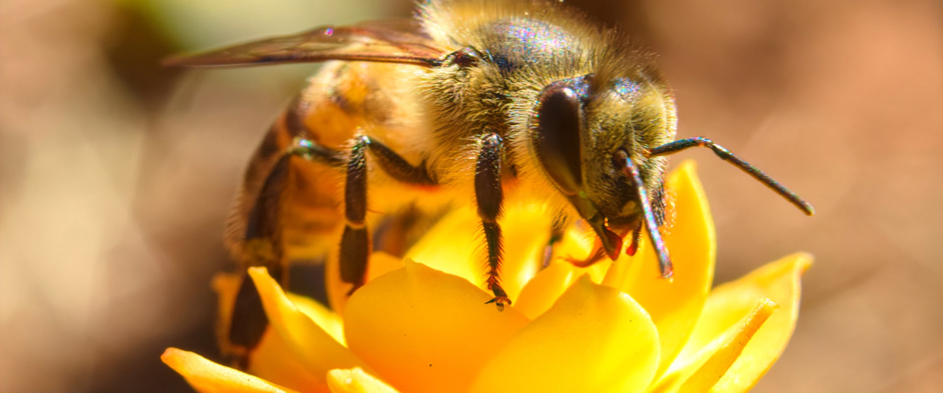 Uncovering the Size and Shape of Bees: A Comprehensive Overview