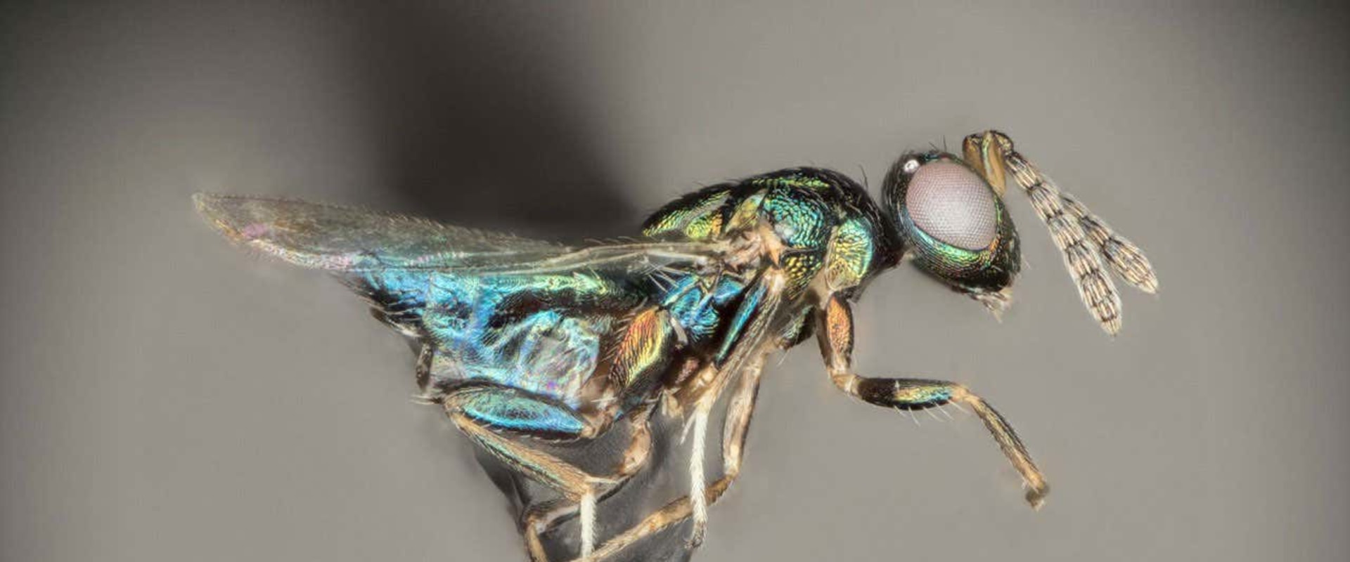 Behavior of Wasps