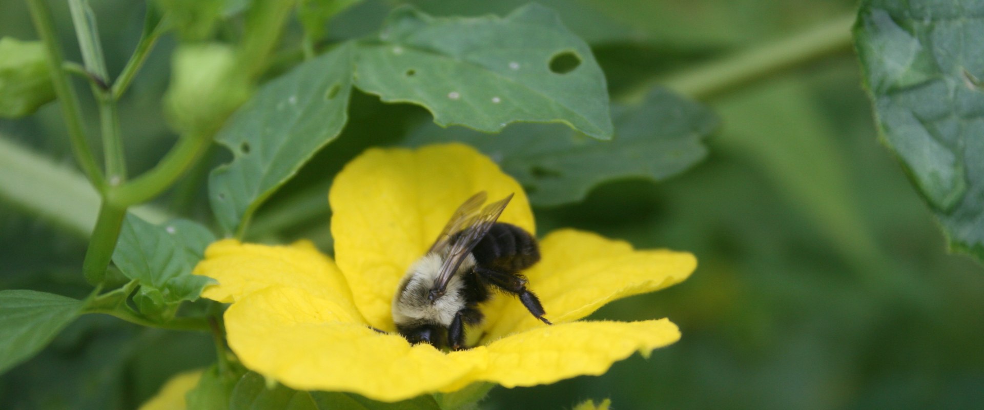 Removing Flowering Plants to Eliminate Bee Food Sources