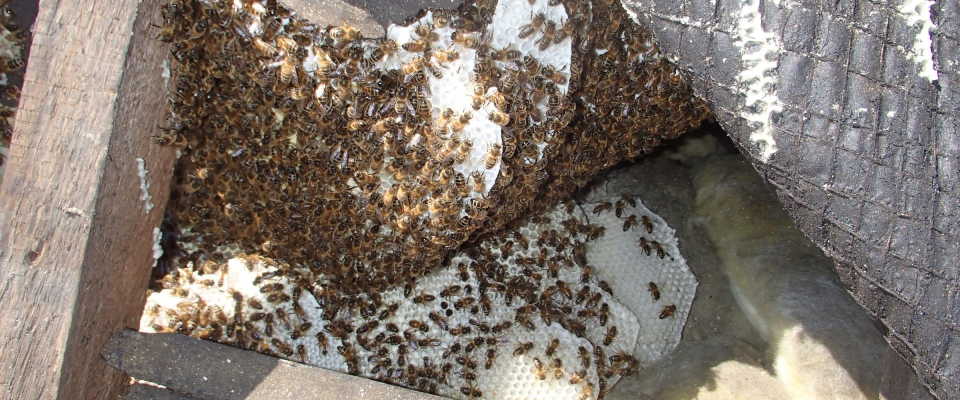 Vacuuming Bees: A Comprehensive Overview