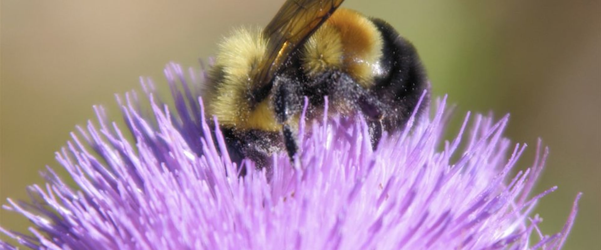 Everything You Need to Know About Bumble Bees