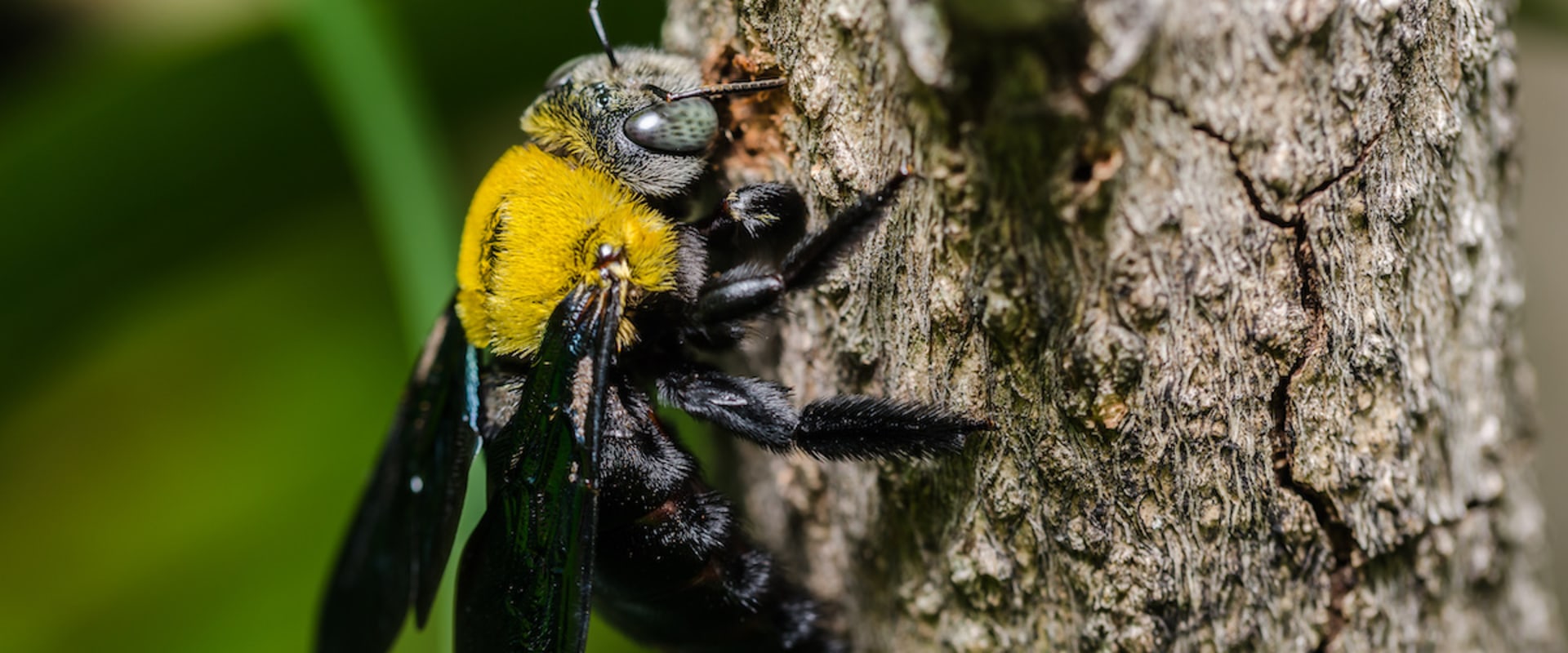 Fencing to Deter Bees: Everything You Need to Know