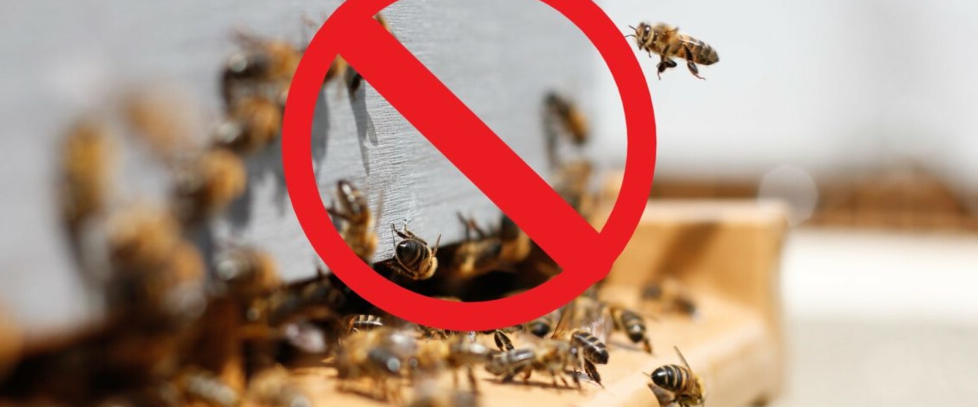 Safety During Bee Removal