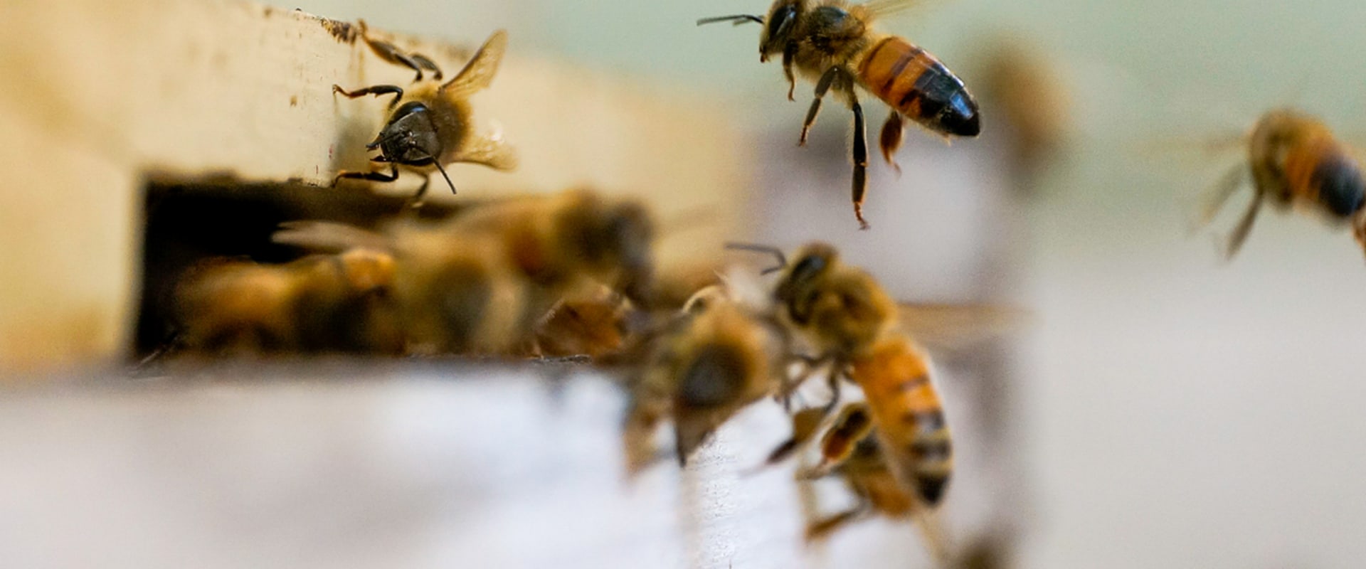 Behavior of Bees: An Overview
