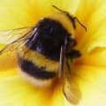 Bumble Bees: A Comprehensive Overview of Their Habitats
