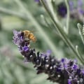 Understanding and Monitoring Bee Populations