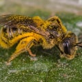 Everything You Need to Know About Mason Bees