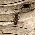 Exploring the Habitats of Solitary Bees