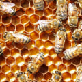 Chemical Extermination of Bees - An Overview
