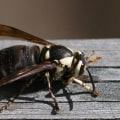 All About Bald-Faced Hornets