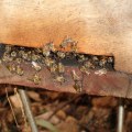 Netting to deter bees