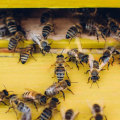 Identifying Bee Infestations Early: Tips for Extermination