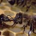 Physical Control of Bees