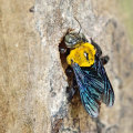 Habitats of Carpenter Bees