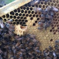 How long will a bee colony stay in one place?