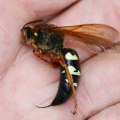 Exploring the Habitats of Bald-Faced Hornets