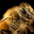 Physical Extermination of Bees