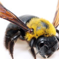 Carpenter Bees: Identification and Types