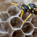 Habitats of Paper Wasps: All You Need to Know