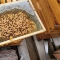 How long does a hive of bees last?