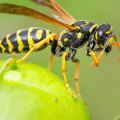 Understanding the Size and Shape of Wasps