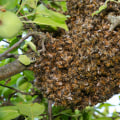 Using Multiple Extermination Methods to Combat Bee Infestations