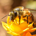 Uncovering the Size and Shape of Bees: A Comprehensive Overview