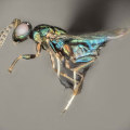 Behavior of Wasps