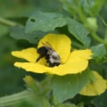 Removing Flowering Plants to Eliminate Bee Food Sources