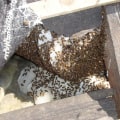 Vacuuming Bees: A Comprehensive Overview