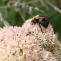 Herbs to Deter Bees: A Natural Approach