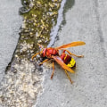 Controlling Bee Populations with Traps