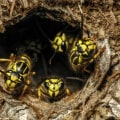 An Overview of Yellow Jacket Habitats
