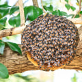 Habitats of Honey Bees