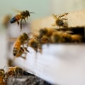 Behavior of Bees: An Overview
