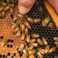 How long can a queen bee live in a house?