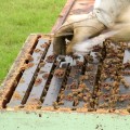 The Role of Chemical Control in Bee Management