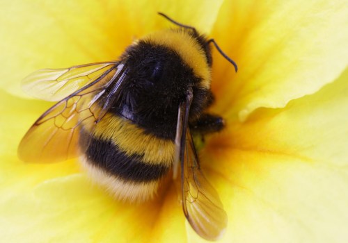 Bumble Bees: A Comprehensive Overview of Their Habitats