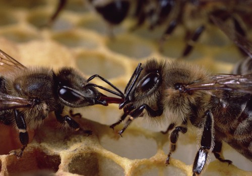 Discovering the Wonders of Honey Bees