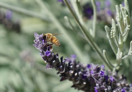 Understanding and Monitoring Bee Populations