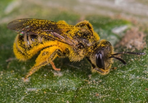 Everything You Need to Know About Mason Bees